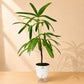 Lady Palm Large - PlantMart.pk