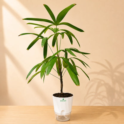 Lady Palm Large