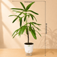 Lady Palm Large