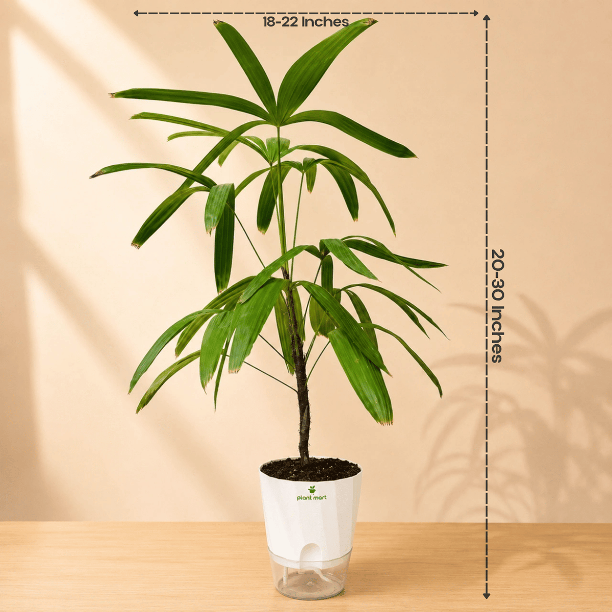 Lady Palm Large