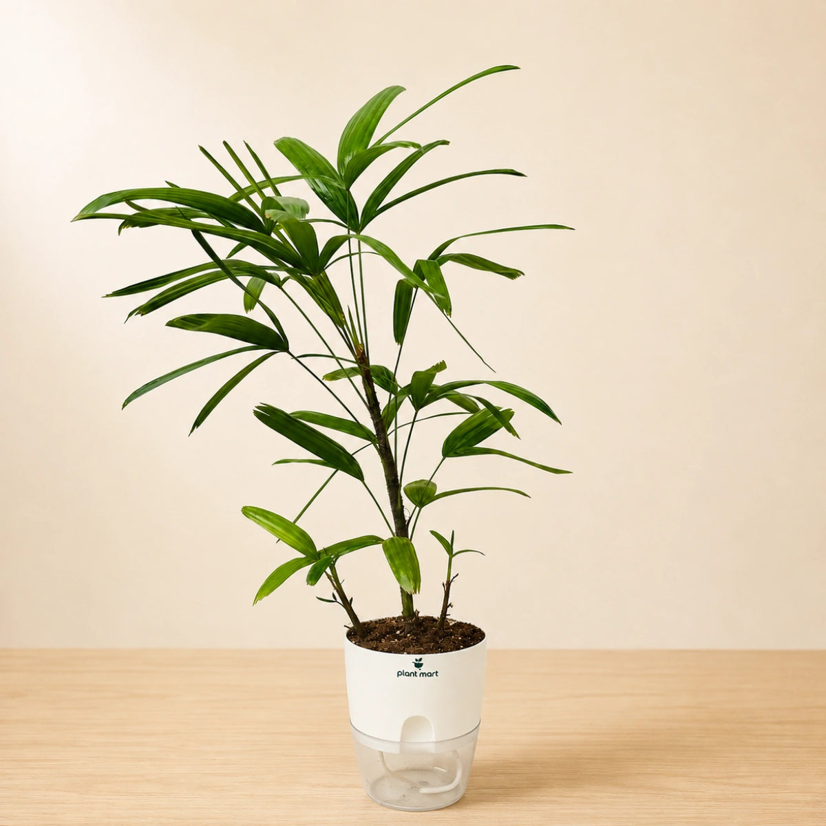 Lady Palm Large