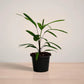 lady_palm_plantmart.pk