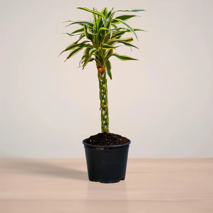 Potted plant with a unique trunk design on a neutral background