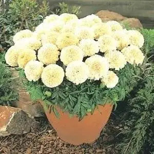 Marigold F1 Marvel Vanilla – Premium Hybrid African Marigold Seeds