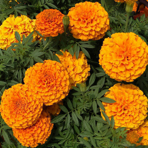 Marigold INCA F1 Orange - PlantMart.pk