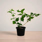 Motiya_plantmartpk