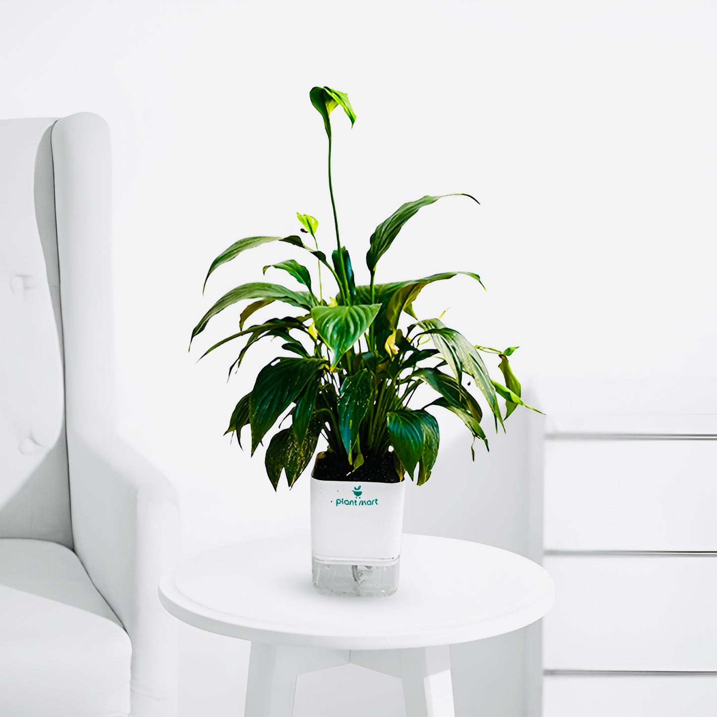 Peace Lily XL – Beautiful Indoor Flowering Plant - PlantMart.pk