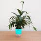 Potted plant with a blue and clear self-watering device on a wooden surface.