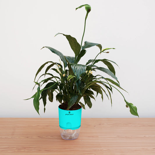 Potted plant with a blue and clear self-watering device on a wooden surface.