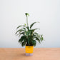 Potted plant on a wooden surface with a plain background