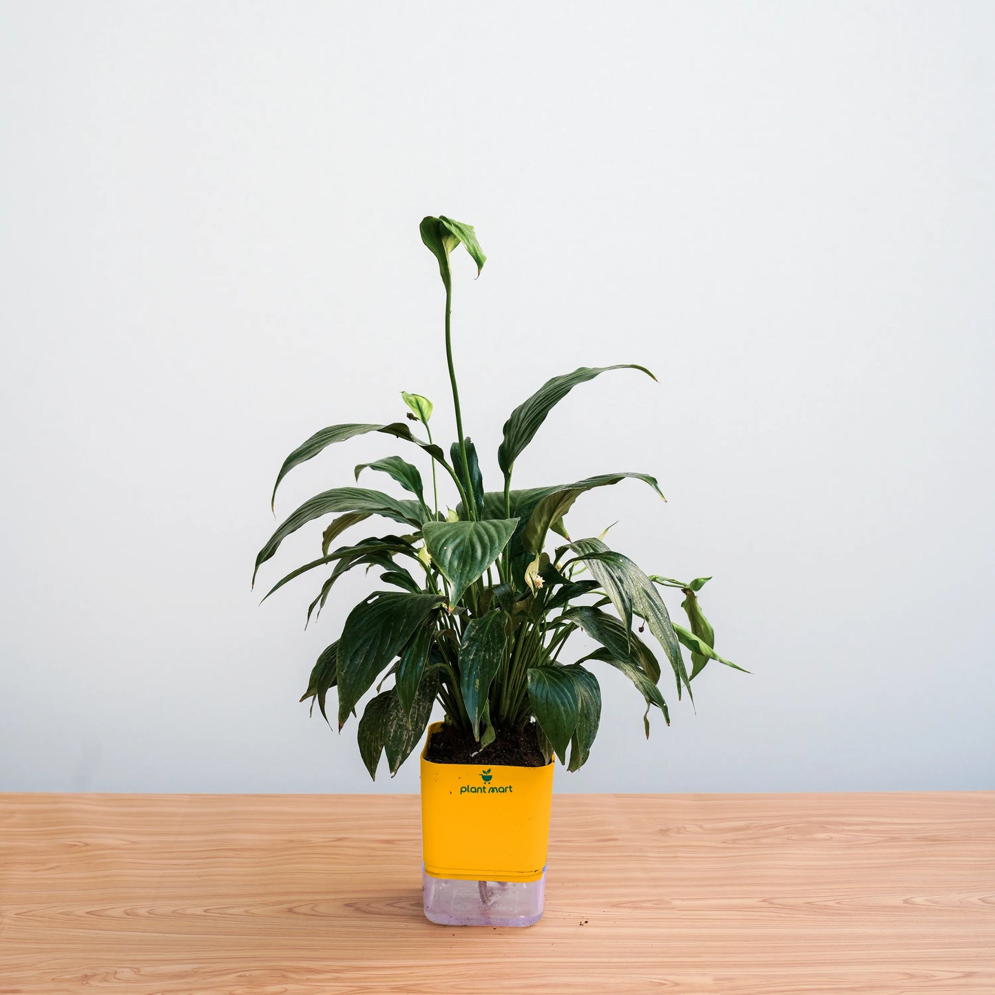 Potted plant on a wooden surface with a plain background