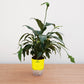 Potted plant with a yellow smart pot on a wooden surface