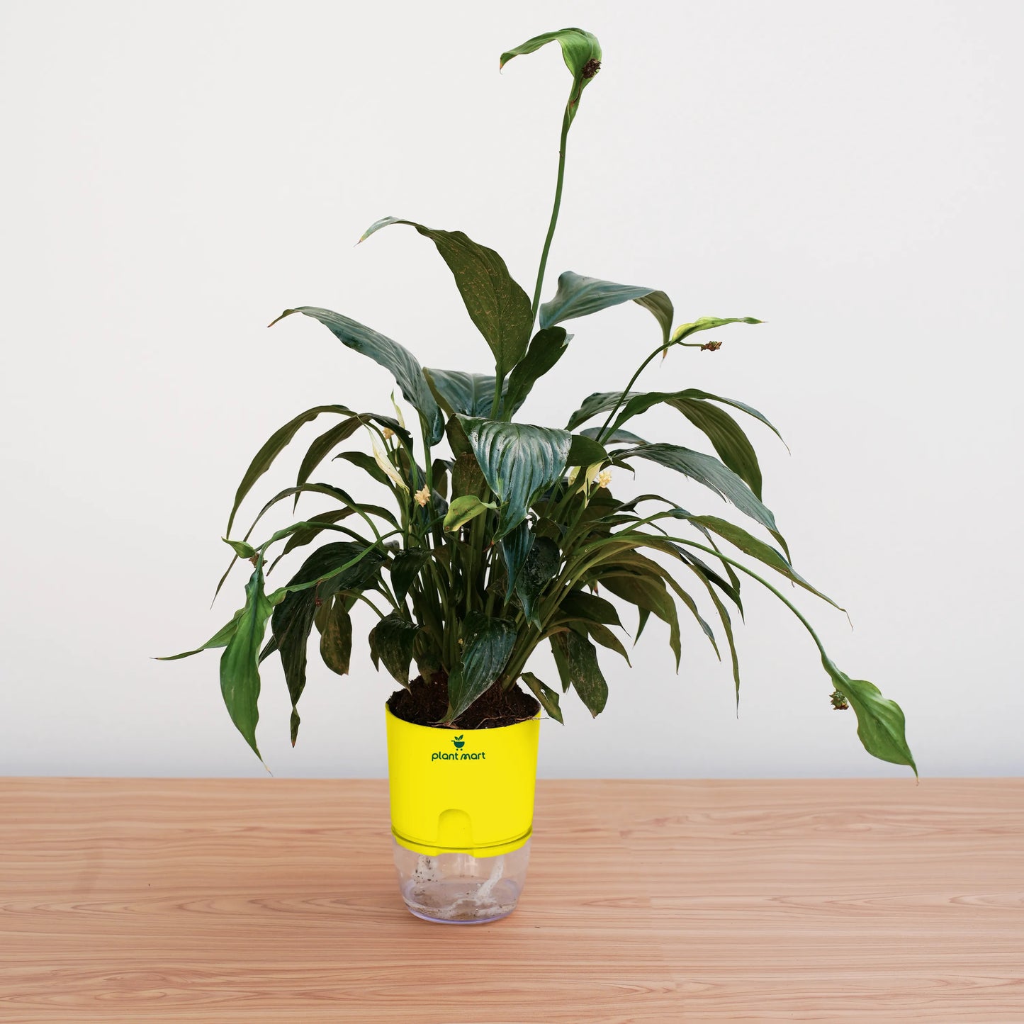 Potted plant with a yellow smart pot on a wooden surface