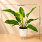 Philodendron Congo Green