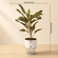 Aglaonema Red Siam/Gold Large