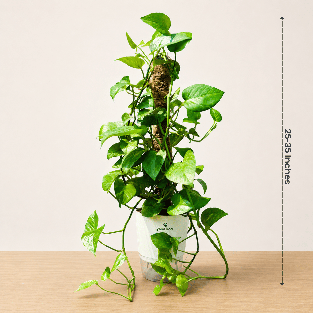 Giant Money Plant on Moss Pole