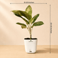 Aglaonema Pink Lady Large