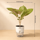 Aglaonema Golden Siam Large