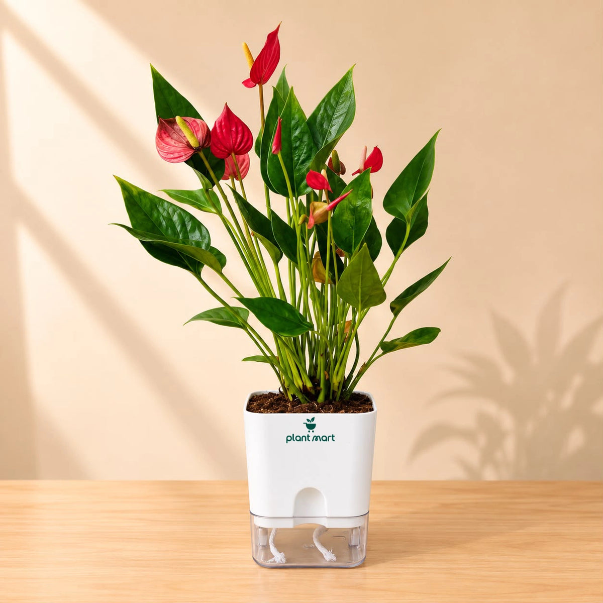 Red Anthurium