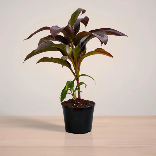 Red Sisiter (Cordyline) - Lal Patta - Plant