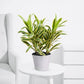 Song of India Golden – Stylish Indoor Decorative Plant - PlantMart.pk