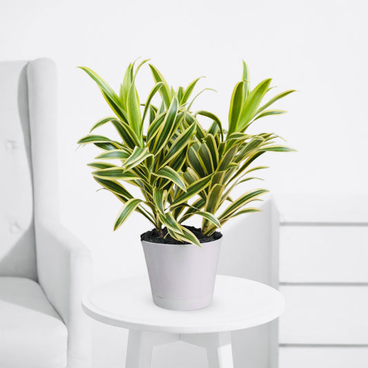 Song of India Golden – Stylish Indoor Decorative Plant - PlantMart.pk