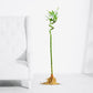 Spiral Lucky Bamboo 90cm – Indoor Feng Shui Stick Plant - PlantMart.pk