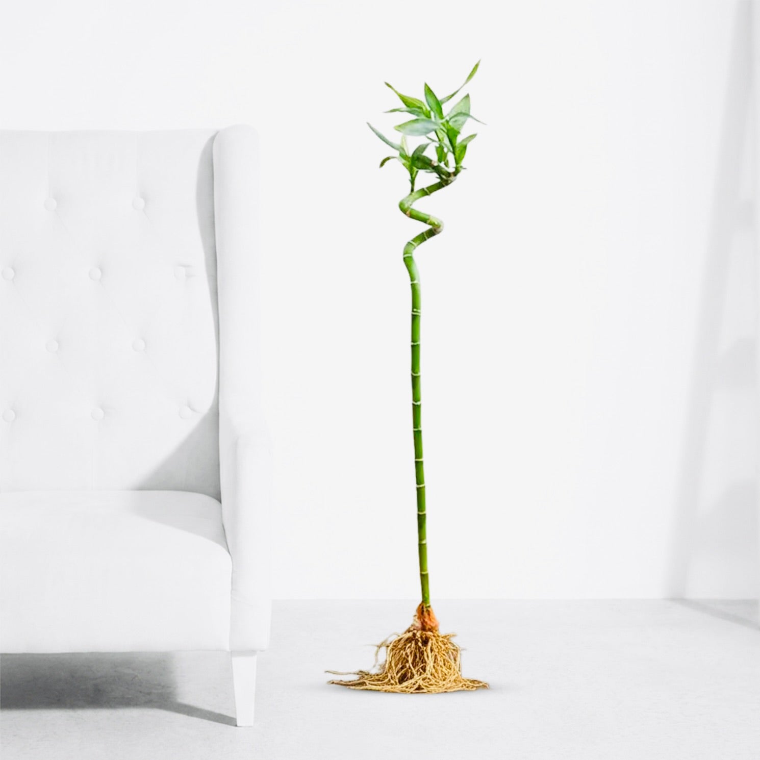 Spiral Lucky Bamboo 90cm – Indoor Feng Shui Stick Plant - PlantMart.pk