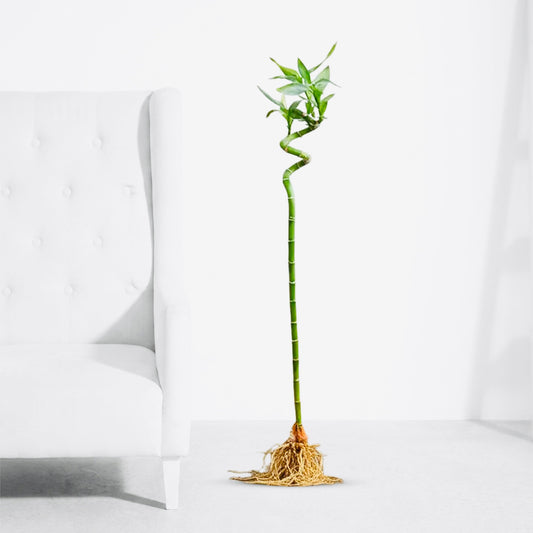 Spiral Lucky Bamboo 90cm – Indoor Feng Shui Stick Plant - PlantMart.pk