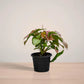 Potted plant with green and brown leaves on a light surface with a neutral background
