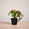 Potted plant with green and brown leaves on a light surface with a neutral background