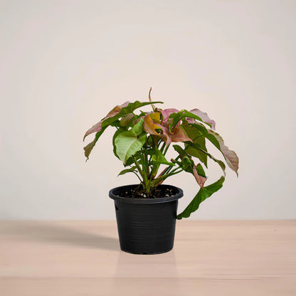 Potted plant with green and brown leaves on a light surface with a neutral background