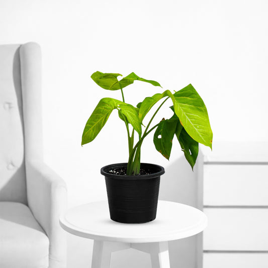 Syngonium Yellow – Bright Indoor Decorative Plant - PlantMart.pk