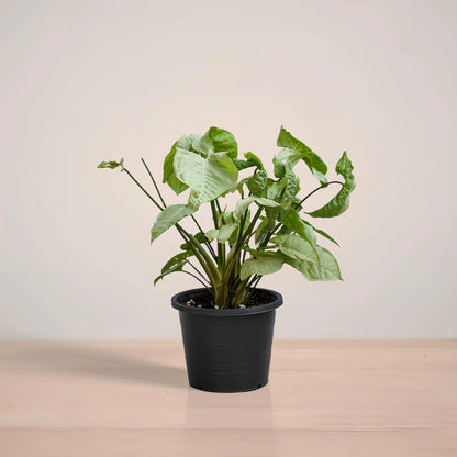 Syngonium Silver – Elegant Indoor Arrowhead Plant
