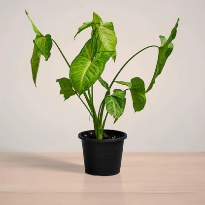 Potted plant with green leaves on a neutral background