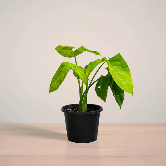 Potted plant on a reflective surface with a neutral background