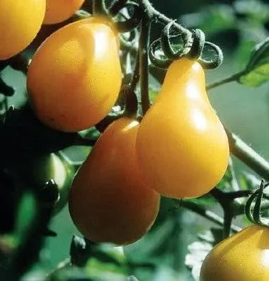 Tomato-Seed-Yellow-Pear-20-Seeds