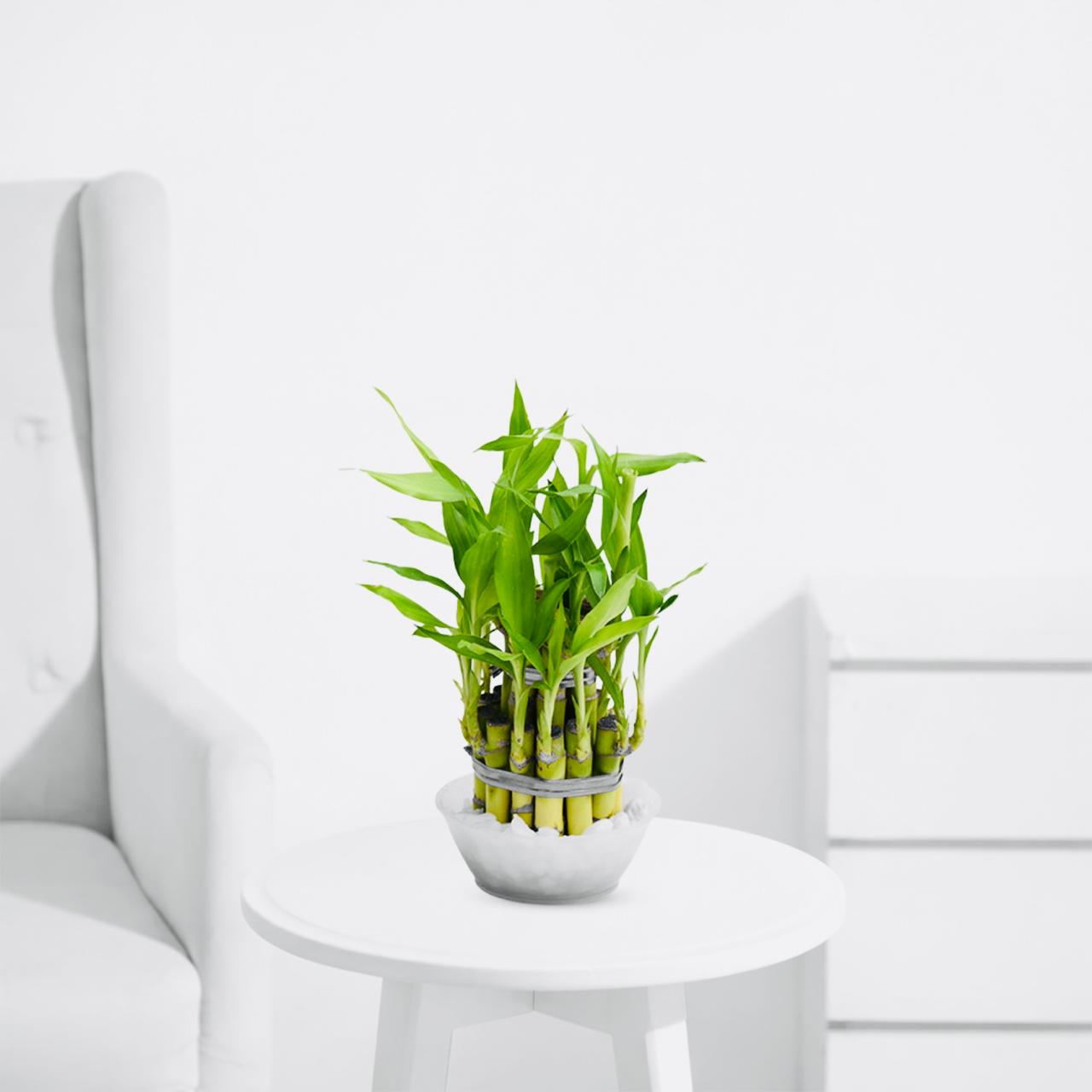 3 Layer Lucky Bamboo – Feng Shui Indoor Prosperity Plant - PlantMart.pk