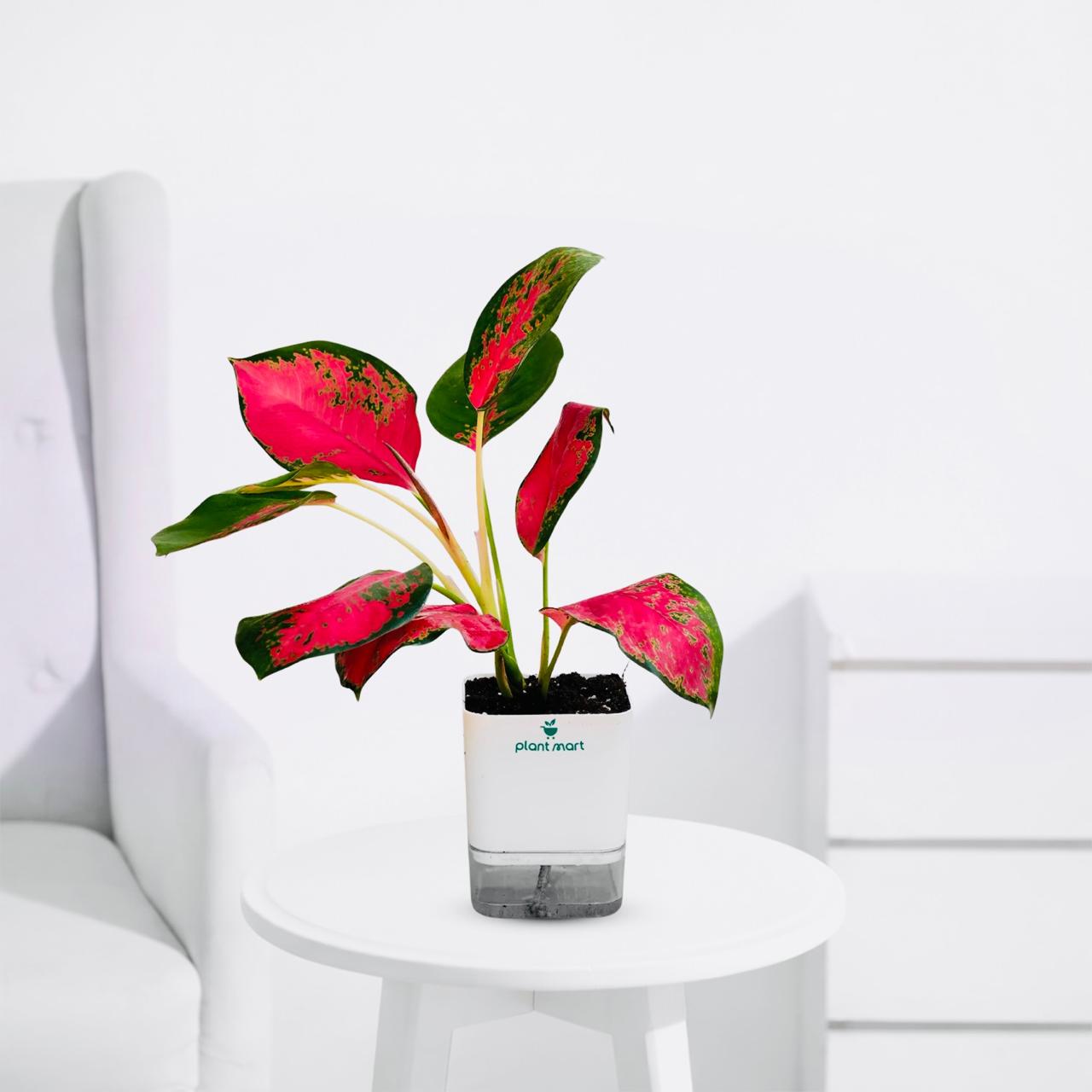 Aglaonema Anyamanee – Pink Ruby Indoor Houseplant - PlantMart.pk