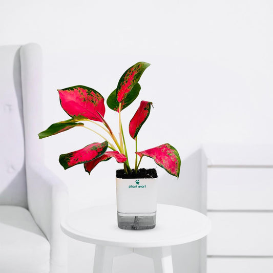 Aglaonema Anyamanee – Pink Ruby Indoor Houseplant - PlantMart.pk