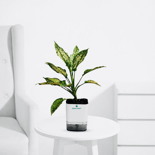 aglaonema costatum гибрид Aglaonema Costatum – Green Chinese Evergreen Plant – PlantMart.pk
