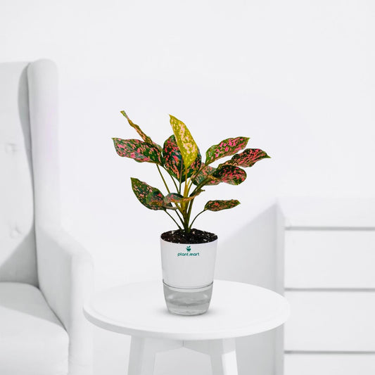 Aglaonema Pink Dalmatian – Stunning Pink Indoor Plant - PlantMart.pk