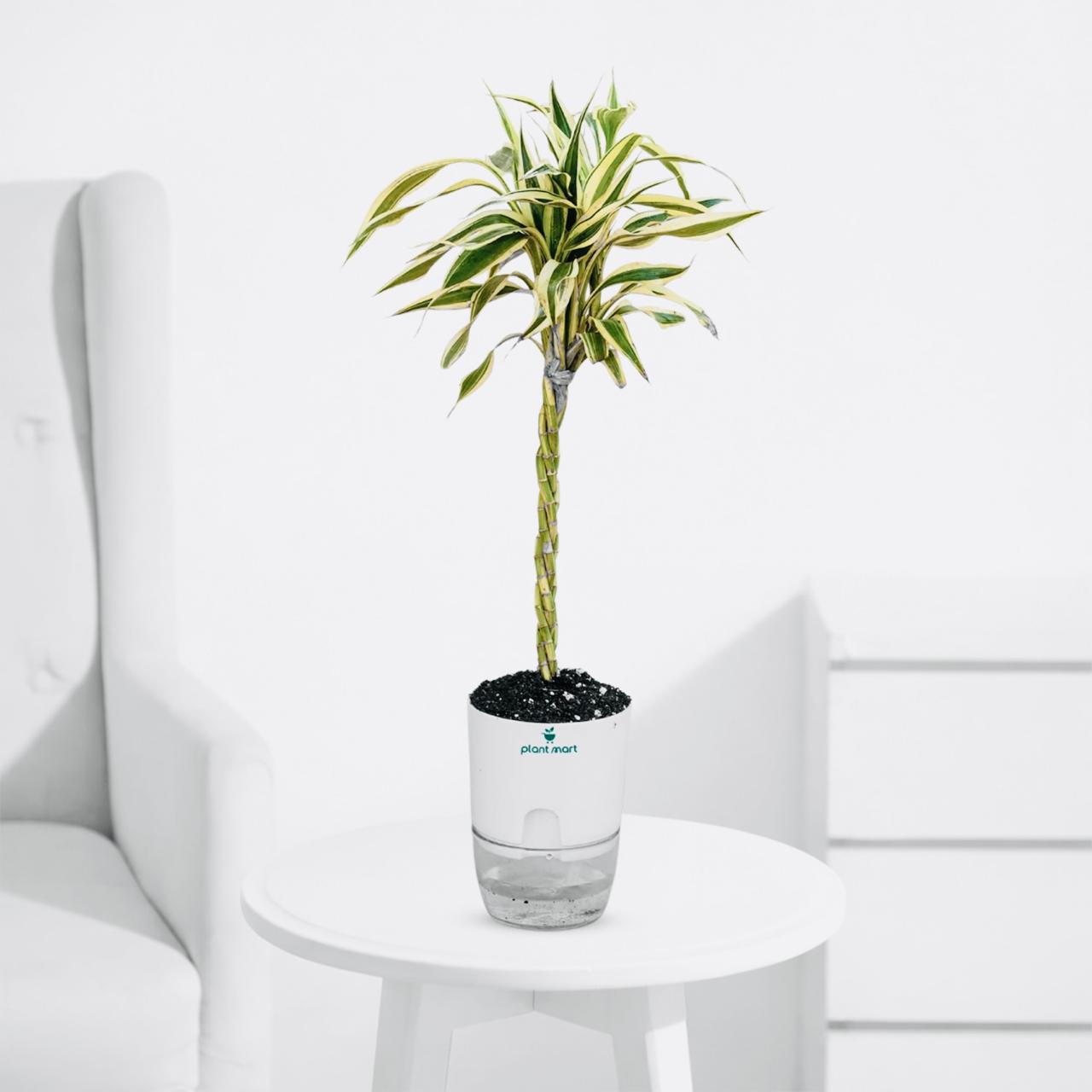 Braided Lucky Bamboo Green-Golden – Prosperity Plant - PlantMart.pk