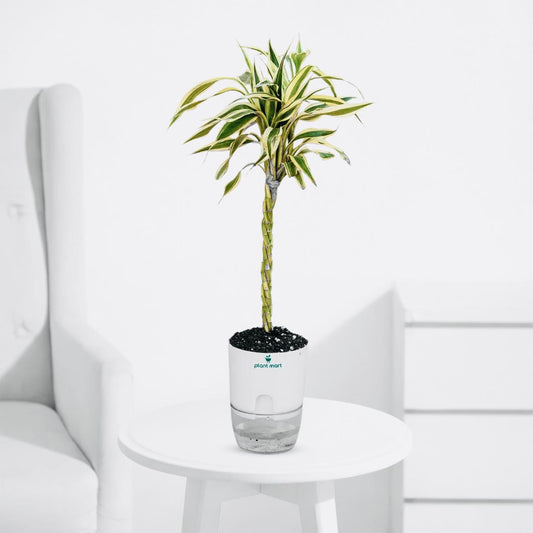 Braided Lucky Bamboo Green-Golden – Prosperity Plant - PlantMart.pk