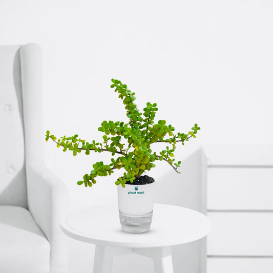 Jade Plant – Elephant Bush Indoor Succulent - PlantMart.pk