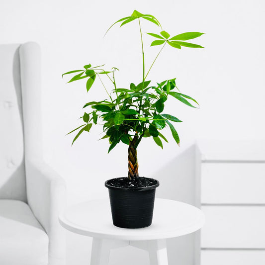 Money Tree – Feng Shui Indoor Prosperity Plant - PlantMart.pk