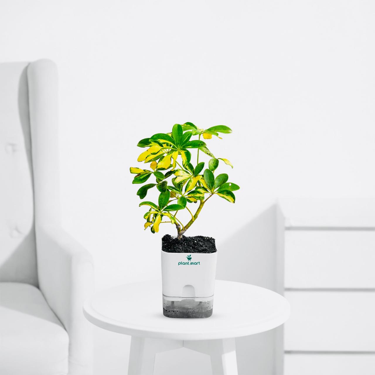 Schefflera Variegated – Indoor Umbrella Decorative Plant - PlantMart.pk