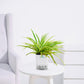 Spider Plant Dark Green – Fresh Indoor Air Purifier - PlantMart.pk