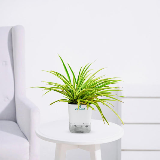 Spider Plant Dark Green – Fresh Indoor Air Purifier - PlantMart.pk