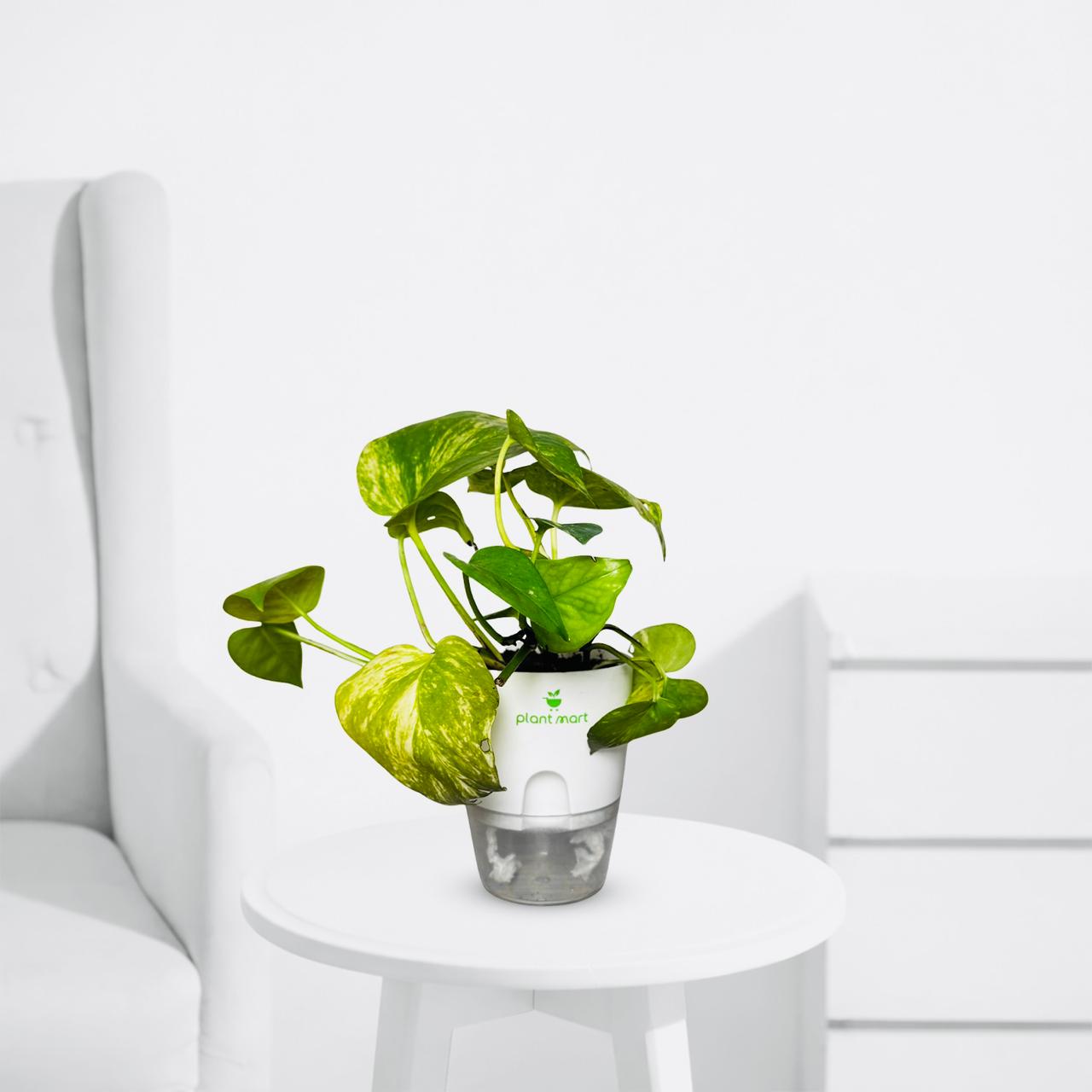 Buy Money Plant Green (Scindapsus Green) – Indoor Air Purifying Plant in Pakistan - PlantMart.pk